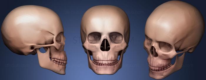 CAD Человеческий череп